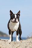 BOSTON TERRIER 274